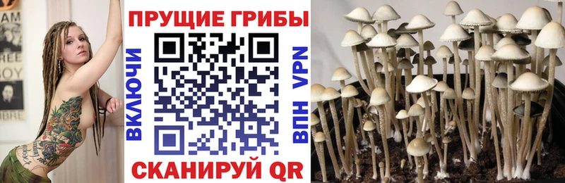 Галлюциногенные грибы Psilocybine cubensis  Шарья 